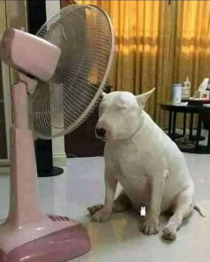 White dog sitting relaxed in front of a pink fan, one of the adorable animal moments shared by people in this group.