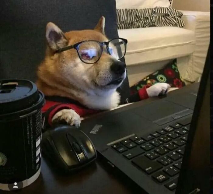 Dog wearing glasses sitting at a laptop, capturing an adorable animal moment shared by people online.