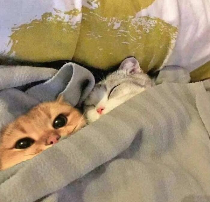 Two adorable cats sharing a cozy moment cuddled together under a soft blanket in a sweet animal moment.