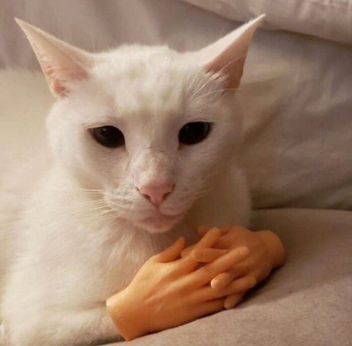 White cat with dark eyes sitting calmly with small realistic plastic hands in a cozy setting, adorable animal moment shared online