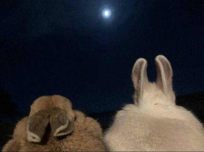 Two rabbits sitting together under the night sky with the full moon, capturing adorable animal moments.