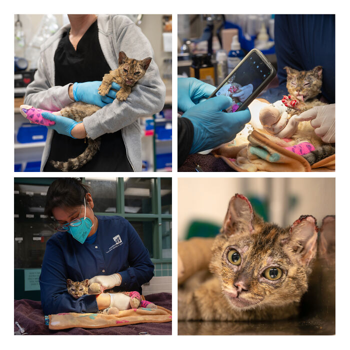 Collage of creative and heartwarming pet photos featuring a white dog in various settings from pet photography awards.