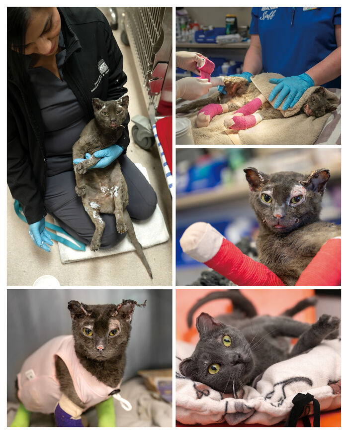 Collage of creative and heartwarming pet photos featuring a white dog in various settings from pet photography awards.