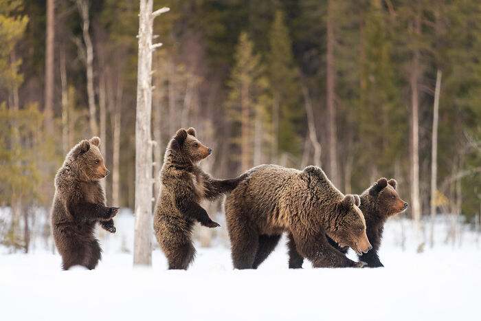 Four brown bears walking and playing in snowy forest, capturing stunning wildlife and nature shots by Andrea Zampatti.