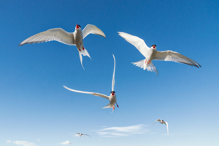 White seabirds flying in a clear blue sky captured in stunning wildlife and nature shots by Andrea Zampatti