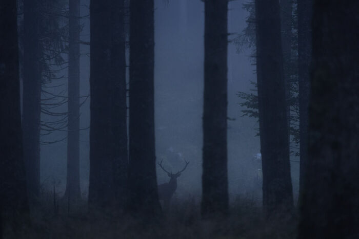 Deer standing quietly among tall trees in a misty forest, a stunning wildlife and nature shot at twilight.