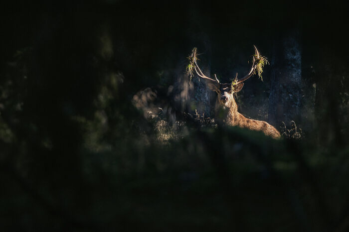 Deer with large antlers standing in a dark forest, showcasing stunning wildlife and nature photography.