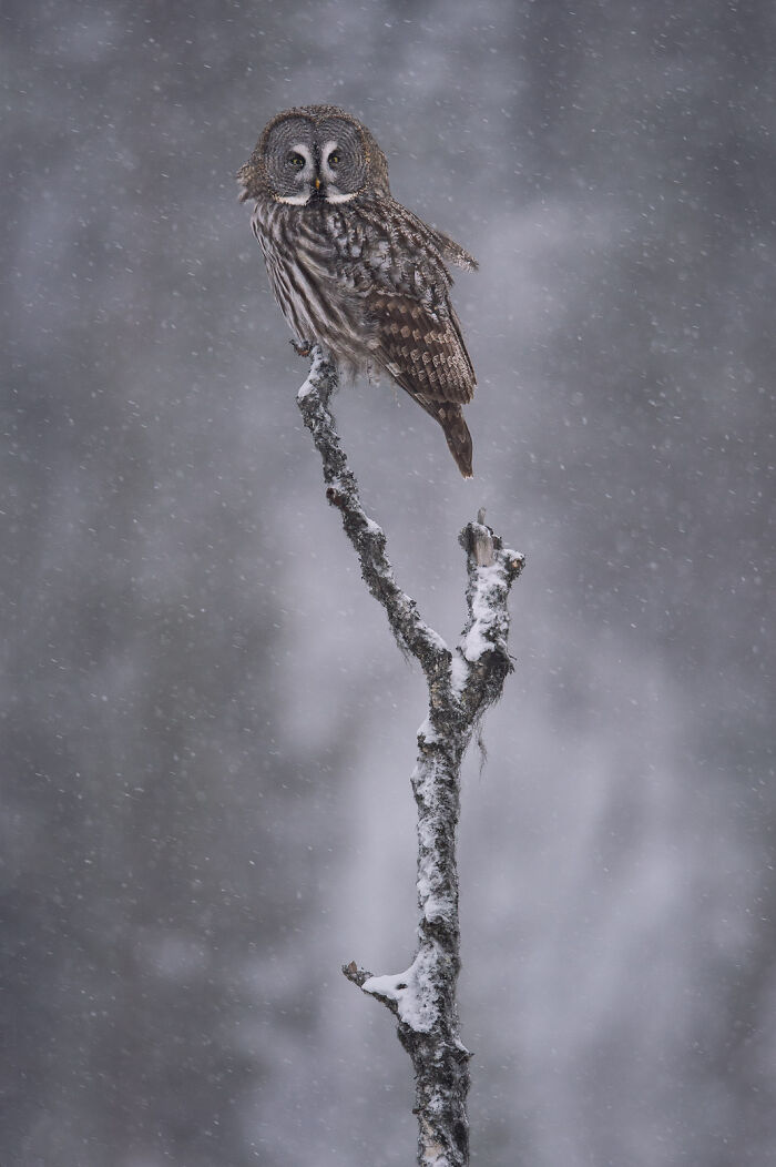 Great gray owl perched on a snow-covered branch during a snowfall, showcasing stunning wildlife and nature.