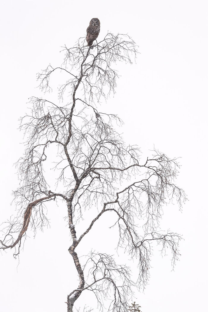 Owl perched on a bare tree branch in a snowy landscape showcasing stunning wildlife and nature photography.