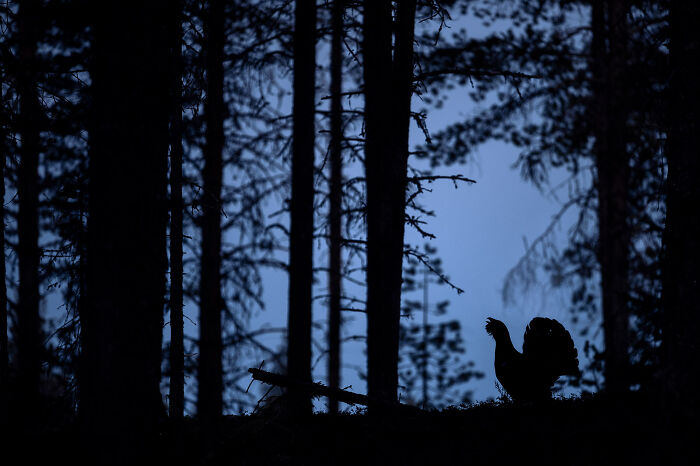 Silhouetted wildlife in a dense forest at dusk, showcasing stunning nature and wildlife photography.