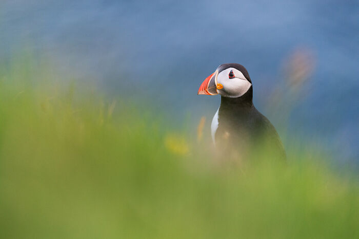 Puffin standing in green grass with blue sky background showcasing stunning wildlife and nature shots by Andrea Zampatti
