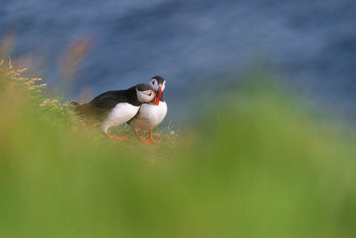 Two puffins standing close together on grassy cliff with ocean background in stunning wildlife nature shot
