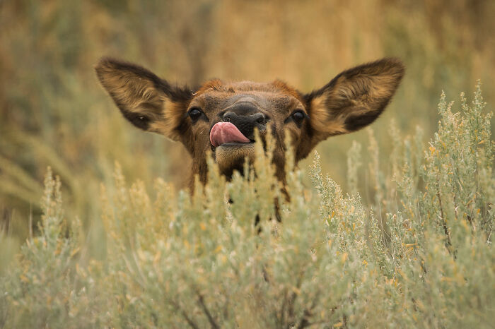 Young elk calf licking its nose while peeking through tall grass in a stunning wildlife and nature shot.