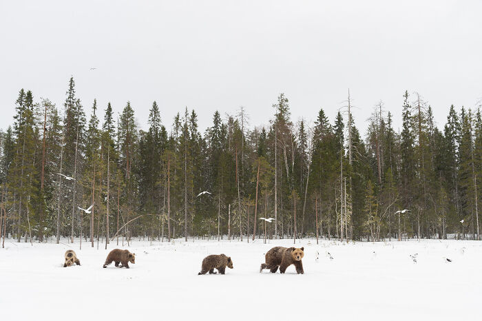 Four bears walking across a snowy landscape with birds flying near a dense forest in a wildlife and nature scene.