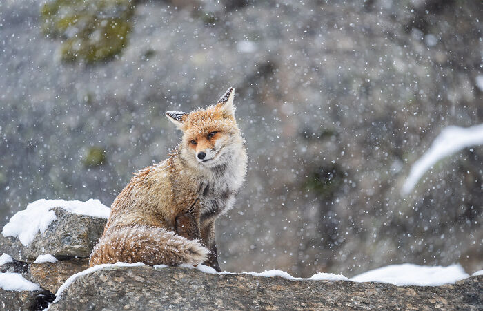 Red fox sitting on snowy rocks during a snowfall, a stunning wildlife and nature shot by Andrea Zampatti.
