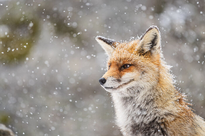 Red fox with snowflakes on its fur captured in a stunning wildlife and nature shot during snowfall.