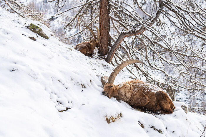 Wildlife nature shot of a mountain ibex resting on a snowy slope among snow-covered trees.