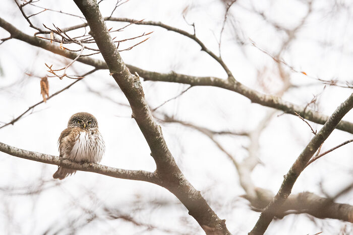 Small owl perched on a bare tree branch in a stunning wildlife and nature shot with soft, muted winter tones.