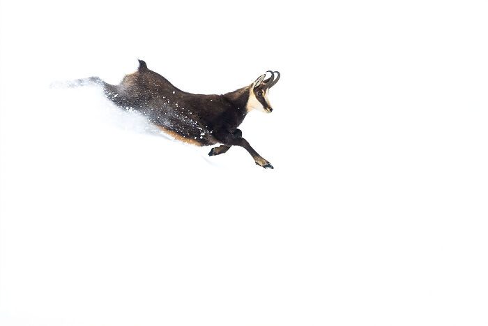 Chamois leaping through deep snow in a stunning wildlife and nature shot captured by Andrea Zampatti.