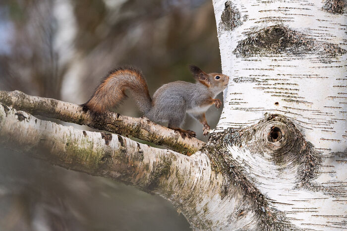 Squirrel perched on a birch tree branch captured in a stunning wildlife and nature shot by Andrea Zampatti.