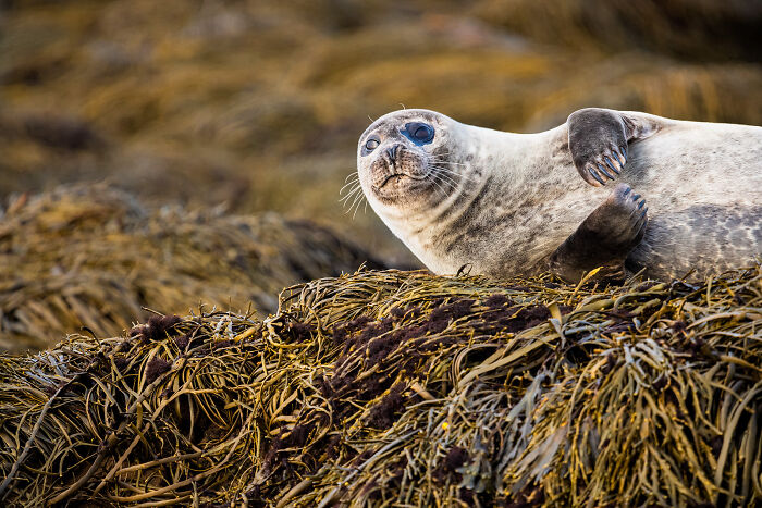 Seal resting on seaweed-covered rocks in a stunning wildlife and nature shot by Andrea Zampatti.