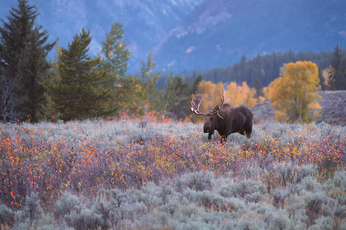Moose walking through colorful autumn foliage with pine trees and mountains in a stunning wildlife and nature shot.