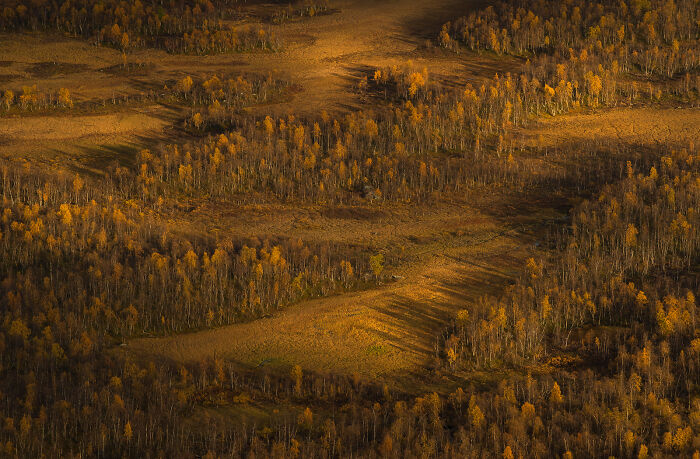Aerial view of a golden forest landscape with autumn colors showcasing stunning wildlife and nature shots.