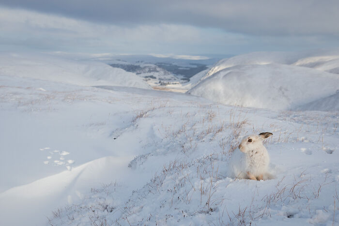 Snow-covered landscape with a white hare blending into nature, showcasing stunning wildlife and nature photography.