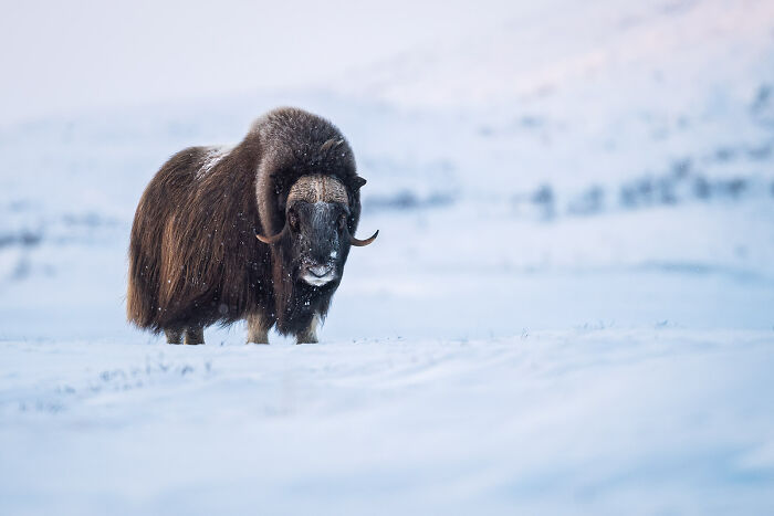 Musk ox standing in snowy landscape with blurred distant trees showcasing stunning wildlife and nature.