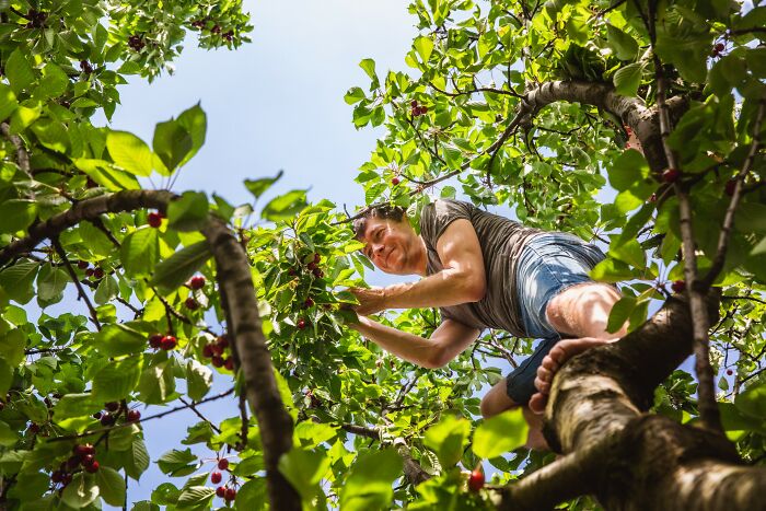 Man climbing a tree amidst green leaves and red cherries, illustrating patients who defied medical odds with resilience.