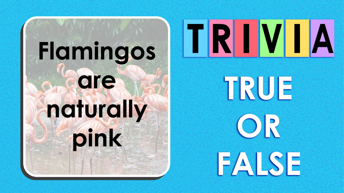 A colorful trivia quiz graphic featuring a true or false fact about flamingos, highlighting random facts and trivia challenge.
