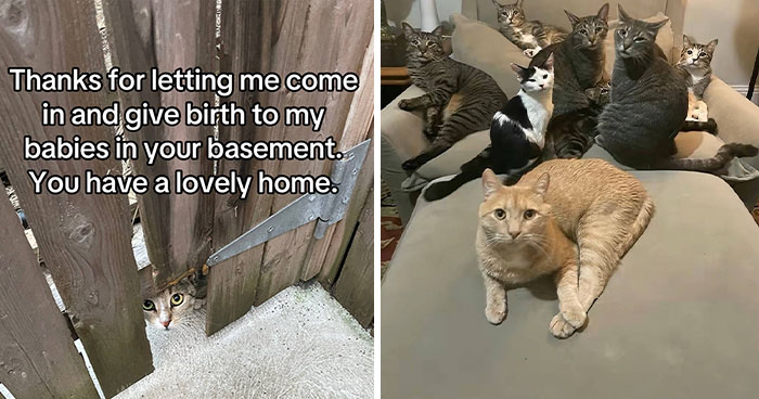 This New Trend Has People Sharing Their Tearjerking Pet Adoption Stories And These 50 Made Us Cry