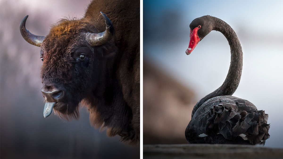 Close-up of a bison and a black swan captured with respect for nature, showcasing stunning wildlife photography.