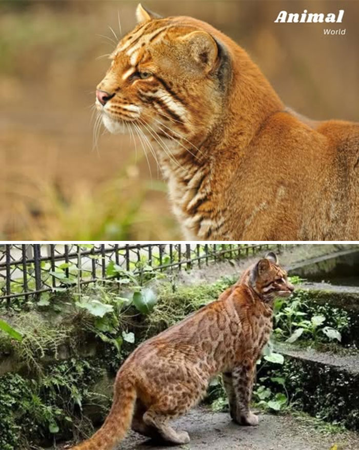 Close-up and side view of a unique and cute wild cat showcasing nature's beautiful surprises in a natural habitat.