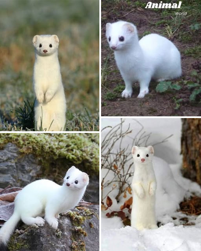 Four images of a cute white ermine in natural settings showcasing unique creatures in nature's surprises.