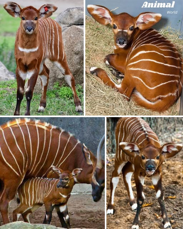Unique and cute creatures with striking white stripes on reddish-brown fur showcasing nature’s beautiful surprises.