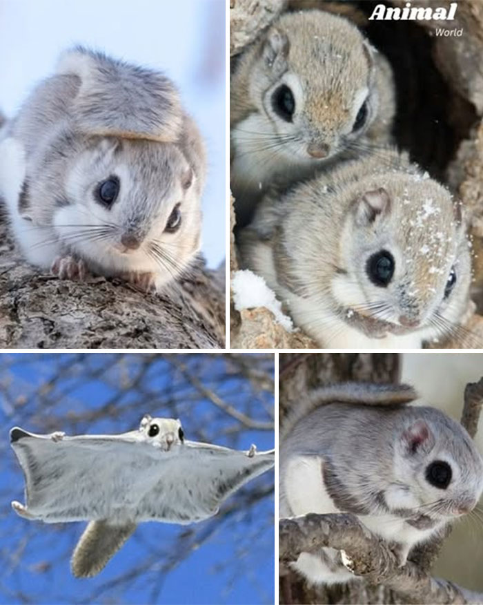 Four unique and cute creatures showing gliding and climbing behaviors in nature, highlighting beautiful surprises of wildlife.