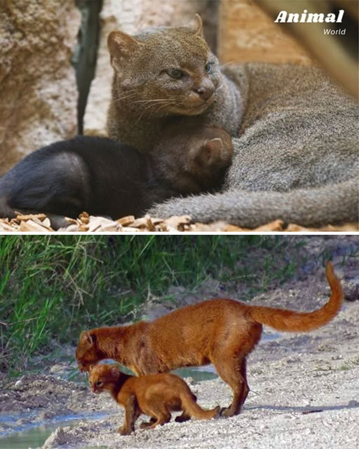 Two unique and cute creatures in natural habitats showcasing the beauty of surprising wildlife moments.