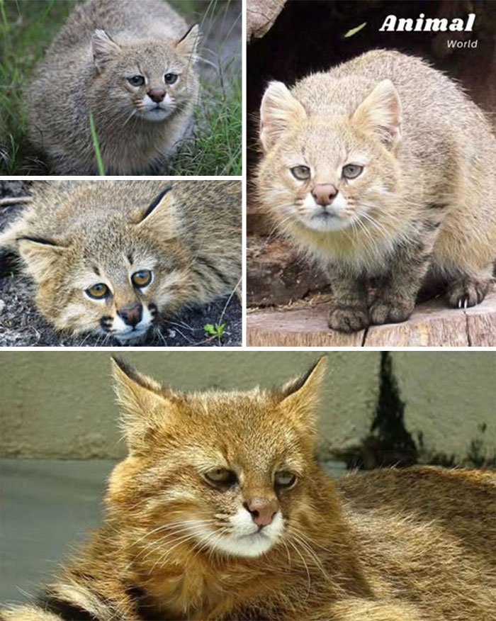 Various close-up images of unique and cute creatures in natural settings showcasing nature's beautiful surprises.