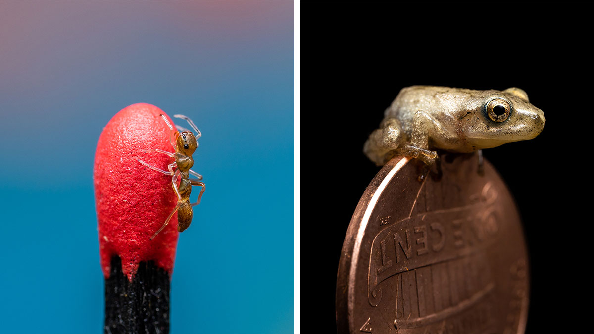 Close-up of a tiny ant on a match head and a small frog perched on a penny in detailed animal photography.
