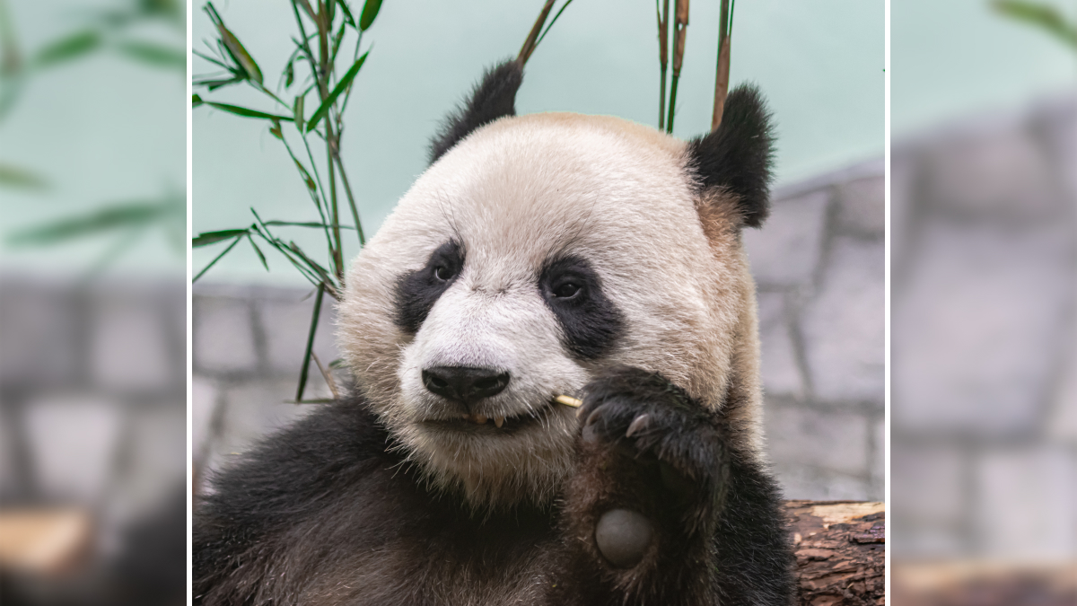 Panda chewing on bamboo stick with green plants in the background for jokes hub funny relatable content