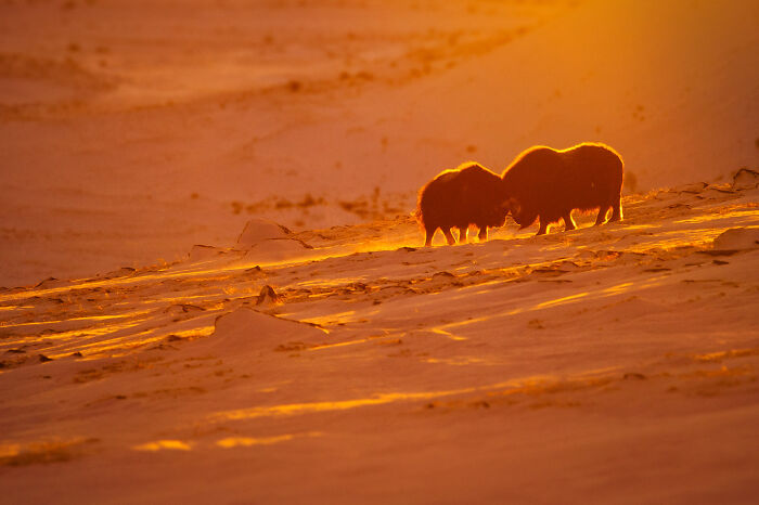 Two bison touching heads on a sunlit sandy hill in a stunning wildlife and nature shot.