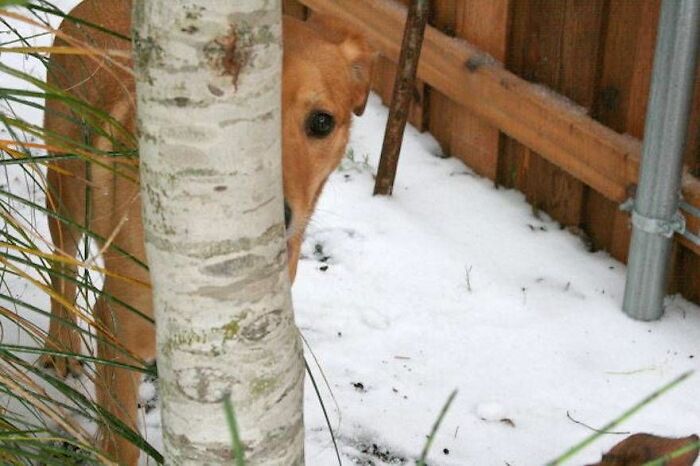 Dog partially hidden behind a tree in a snowy yard, one eye peeking out, illustrating pets hiding but doing a bad job.