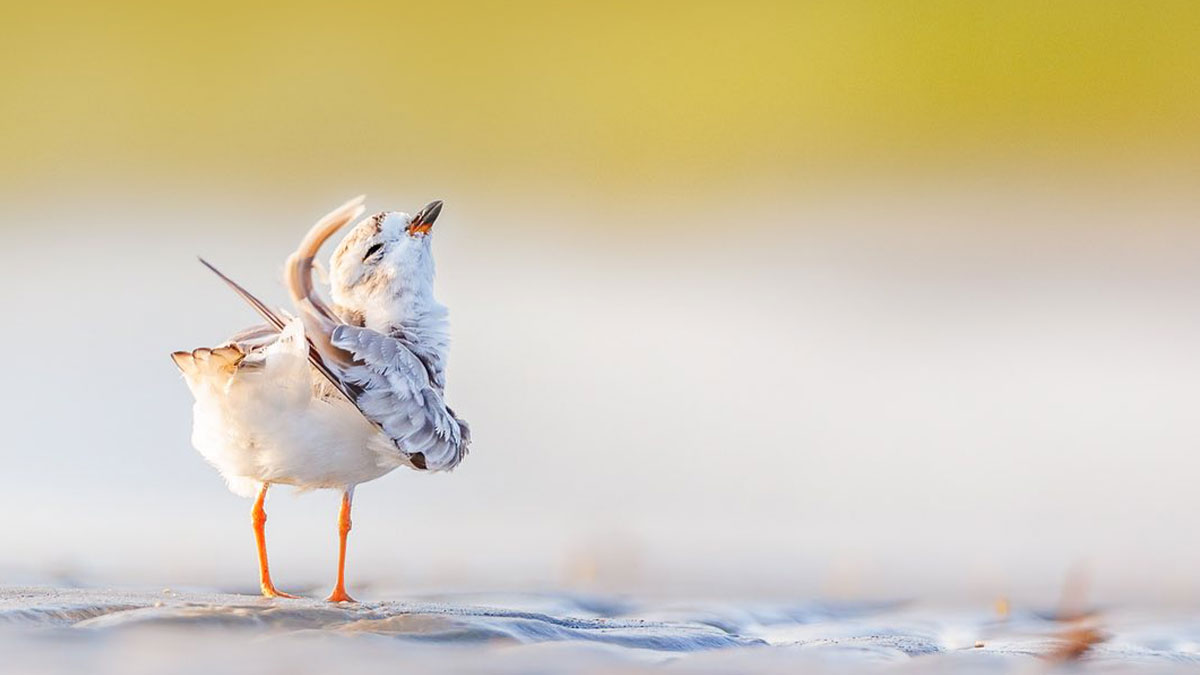 Small bird spreading wings on soft ground in stunning bird photos by award-winning photographer.