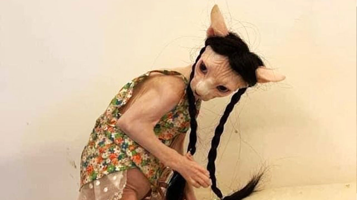 Hairless cat with braided black hair wearing a floral dress, displaying unusual alien-like features in a plain room.