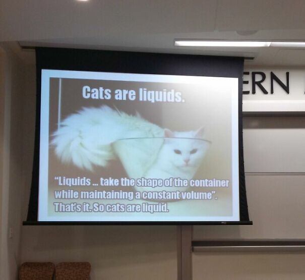 cats-are-liquid-68d938dd1bbea.jpg