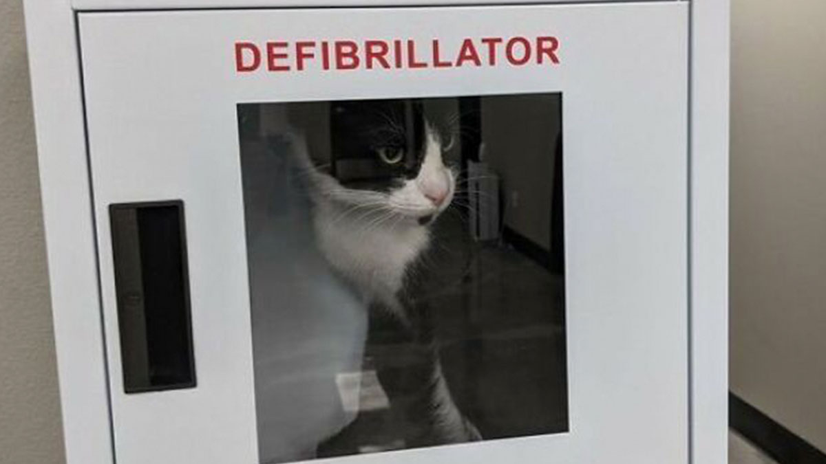 Black and white cat inside a defibrillator cabinet, one of the most adorable cats featured in new pics.