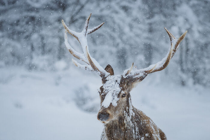 Deer covered in snow with large antlers standing in a snowy forest, showcasing stunning wildlife and nature shots.