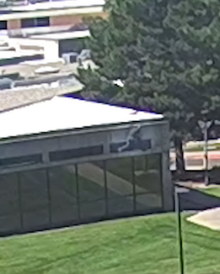 CCTV footage captures the main suspect's daring escape near a building surrounded by trees and a grassy area. CCTV footage captures the main suspect's daring escape near a building surrounded by trees and a grassy area.