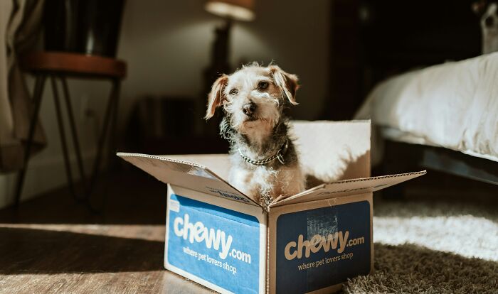Small dog sitting inside a chewy.com box on wooden floor, illustrating overhyped products people say to stop buying.